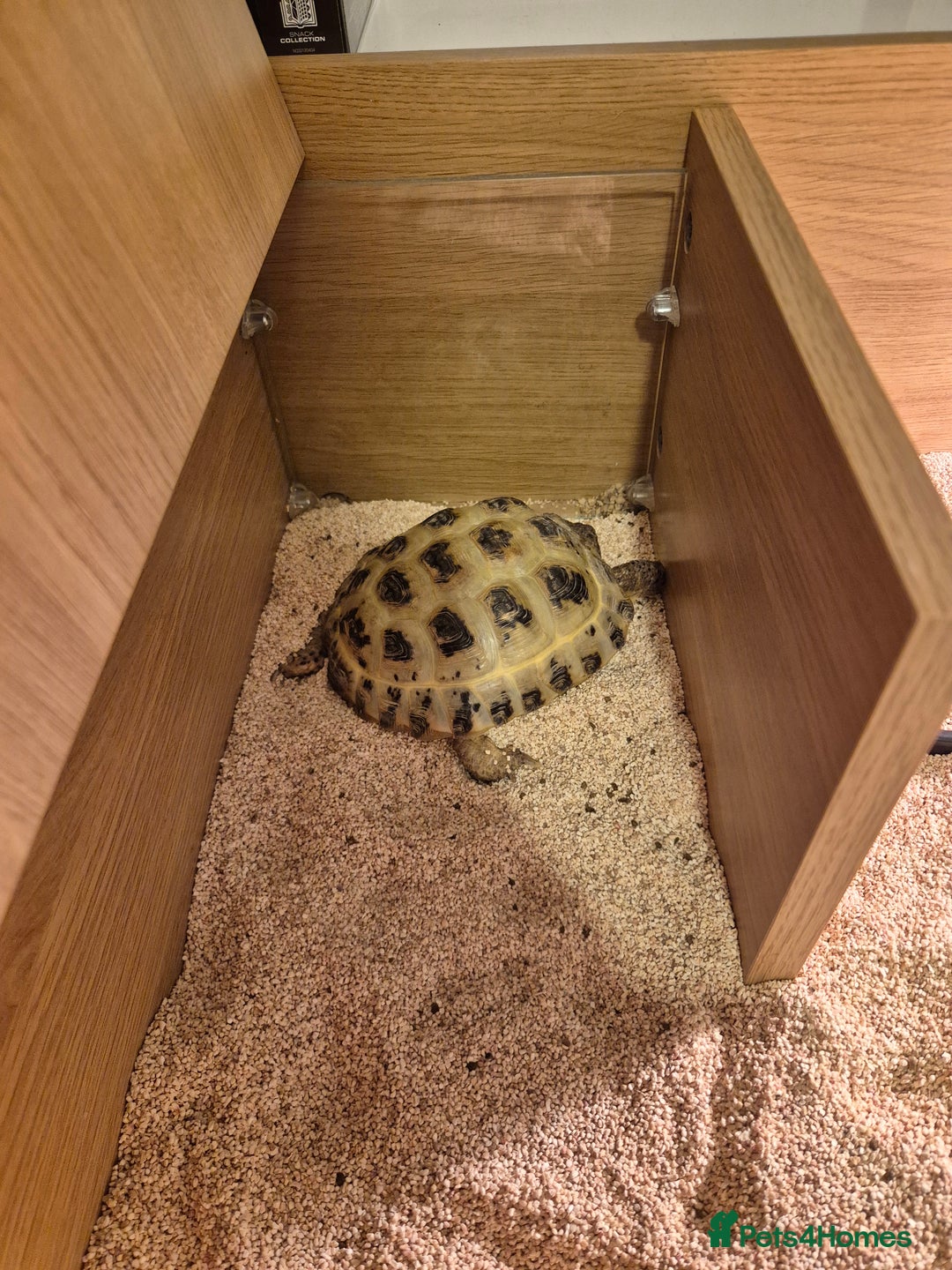 Tortoise reptiles for sale: Tortoise with accessories  - Image 1