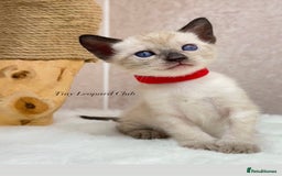 Bengal cats for sale: International Championship, Full Pedigree Bengals - Image 12
