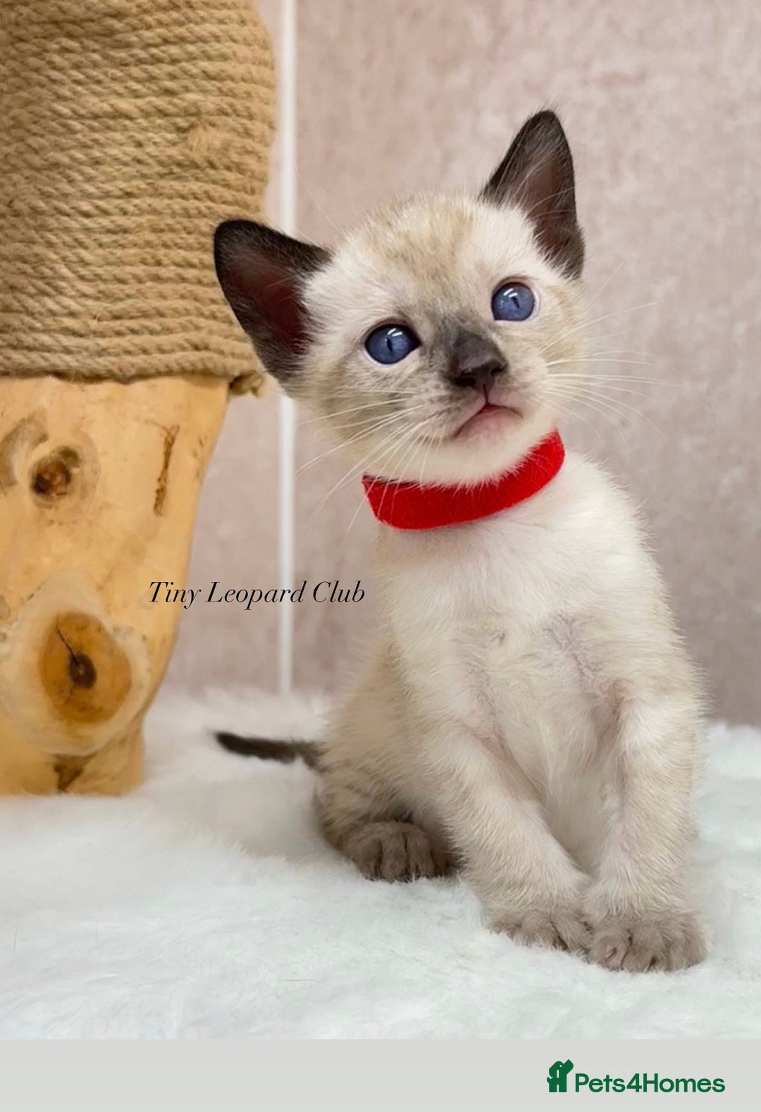 Bengal cats for sale: International Championship, Full Pedigree Bengals - Image 12