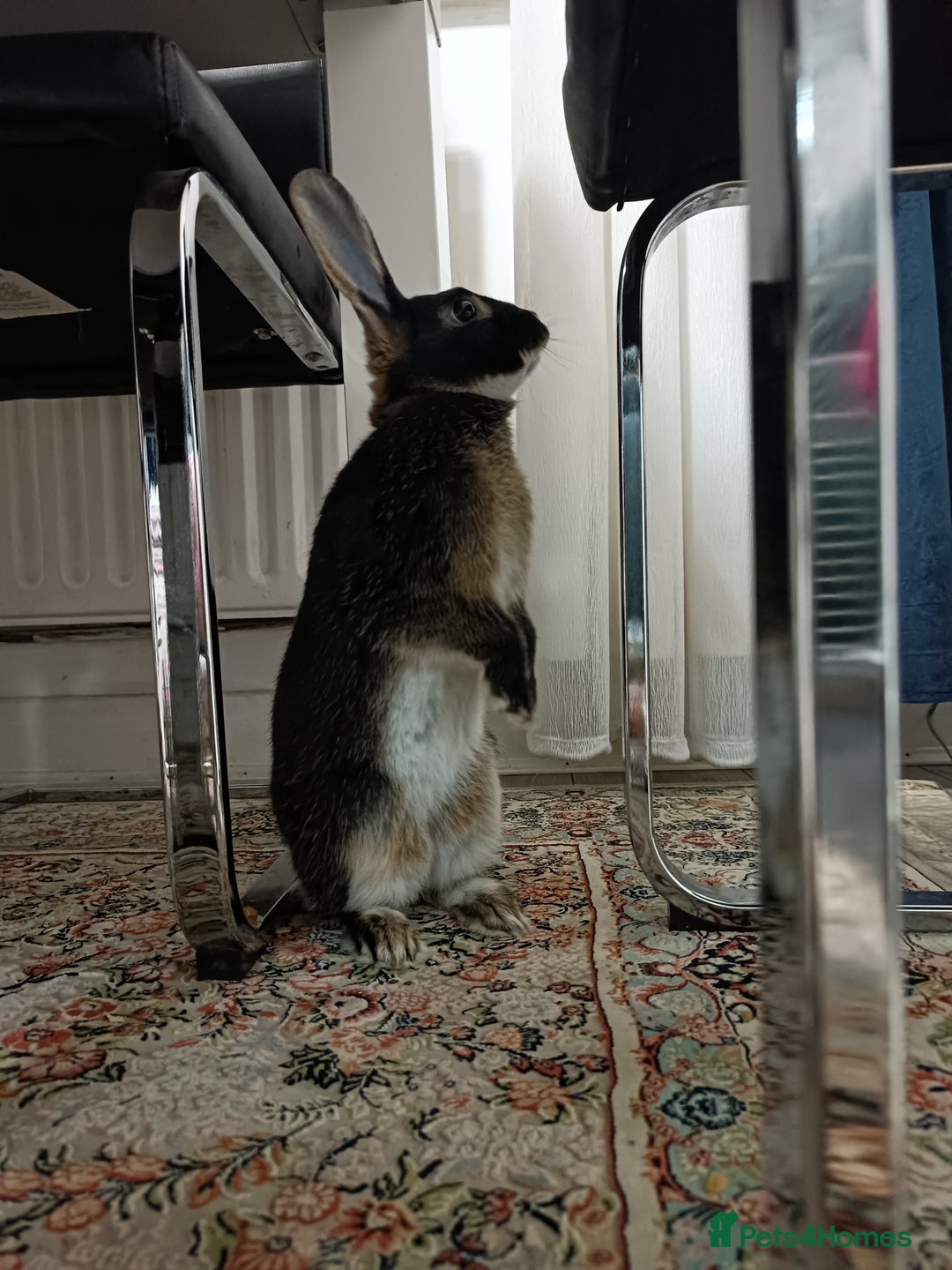 Lionhead rabbits for sale:  🎀 Lion head 🎀 - Advert 3