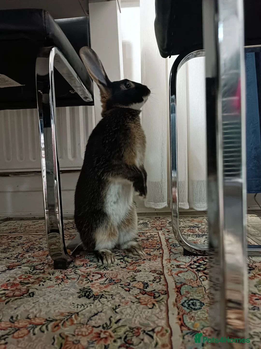 Lionhead rabbits for sale:  🎀 Lion head 🎀 - Advert 3