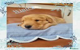 Australian Labradoodle dogs for sale: Stunning red F1b Australian Labradoodle puppies  - Image 23