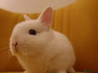 Netherland Dwarf rabbits Netherland Dwarf BEW Doe Rabbit - Advert 8