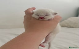 Ragdoll cats for sale: BLUE POINT RAGDOLL KITTENS! - Image 12