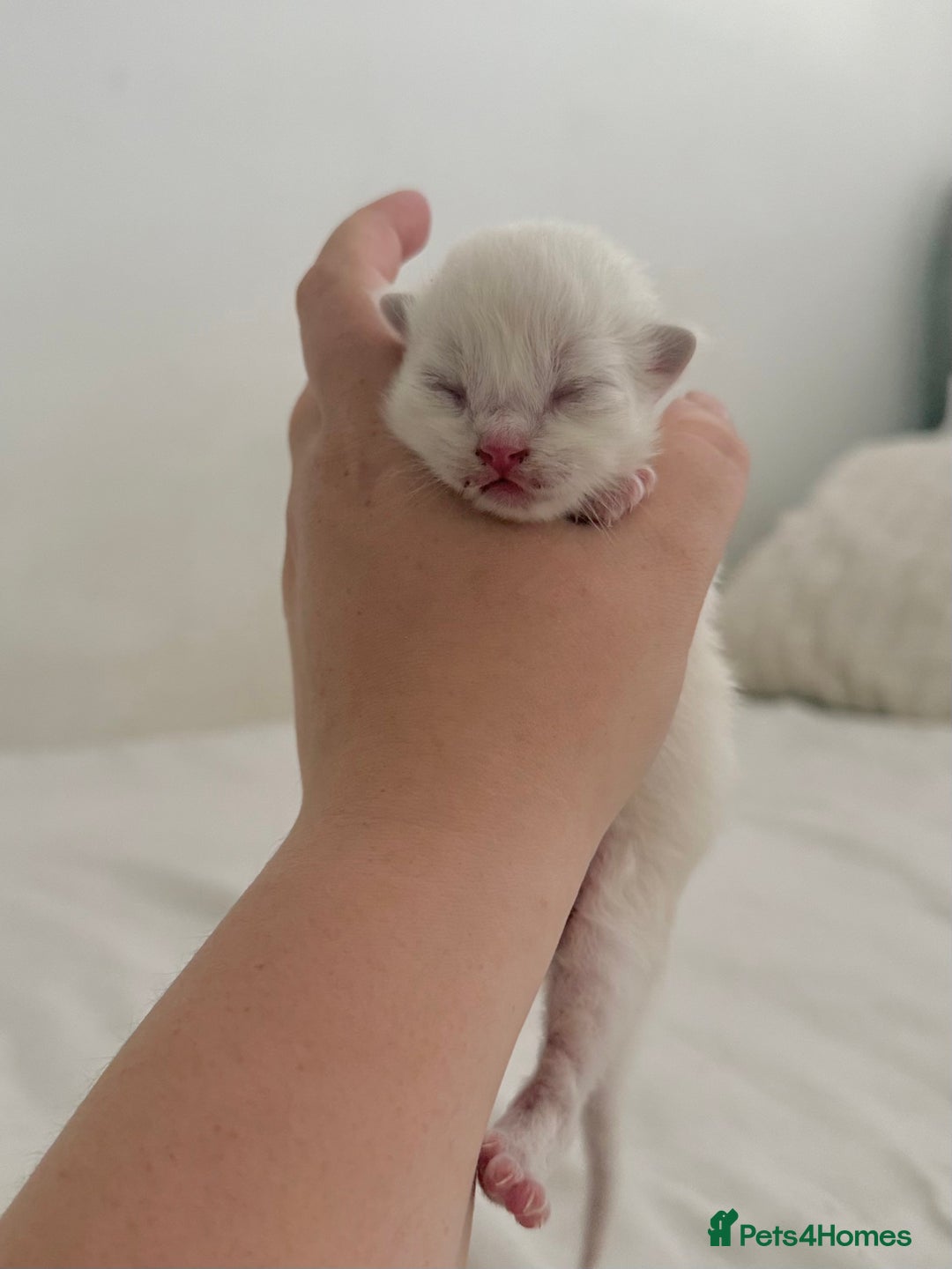 Ragdoll cats for sale: BLUE POINT RAGDOLL KITTENS! - Image 12