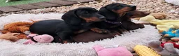 Dachshund dogs for sale: Beautiful Mini Dachshund Puppies - Advert 16
