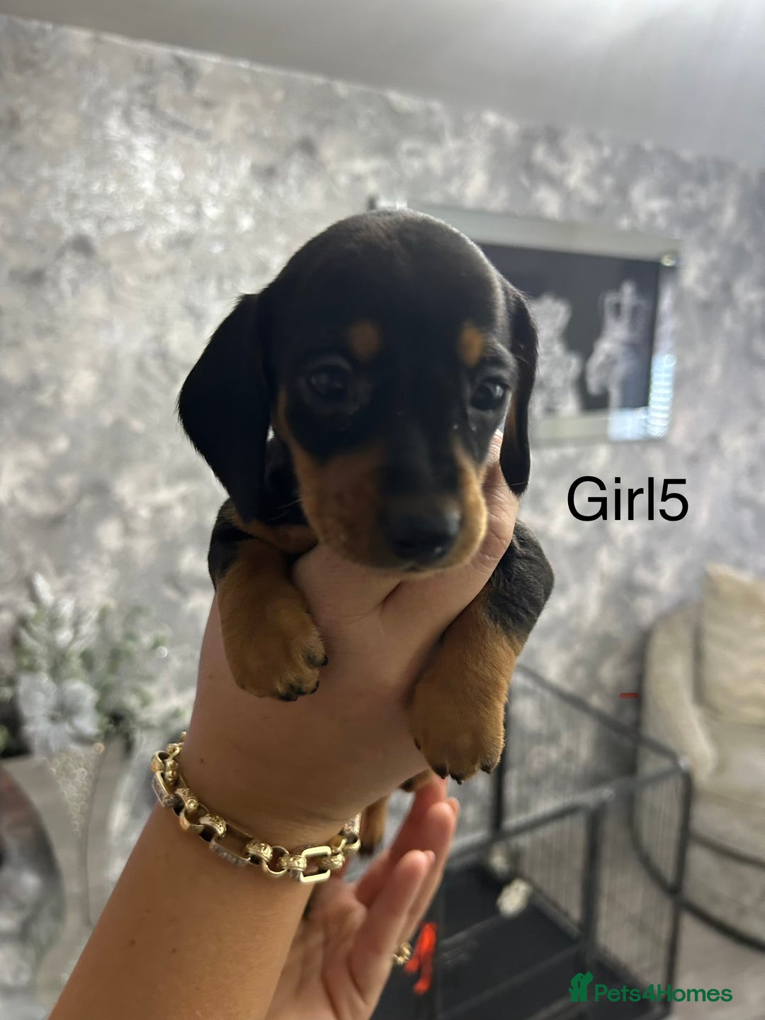 Miniature Dachshund dogs for sale: Miniature dachshund puppies  - Advert 10