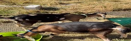 Goats livestock for sale: Toggenburg x Anglo Nubian  in Milford Haven - Advert 9