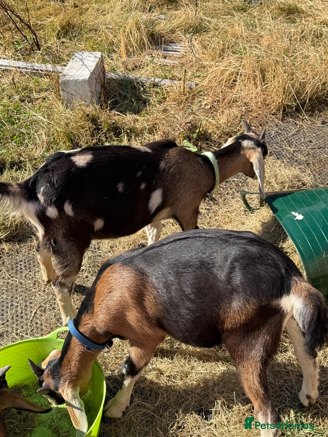 Goats livestock for sale: Toggenburg x Anglo Nubian  in Milford Haven - Advert 9