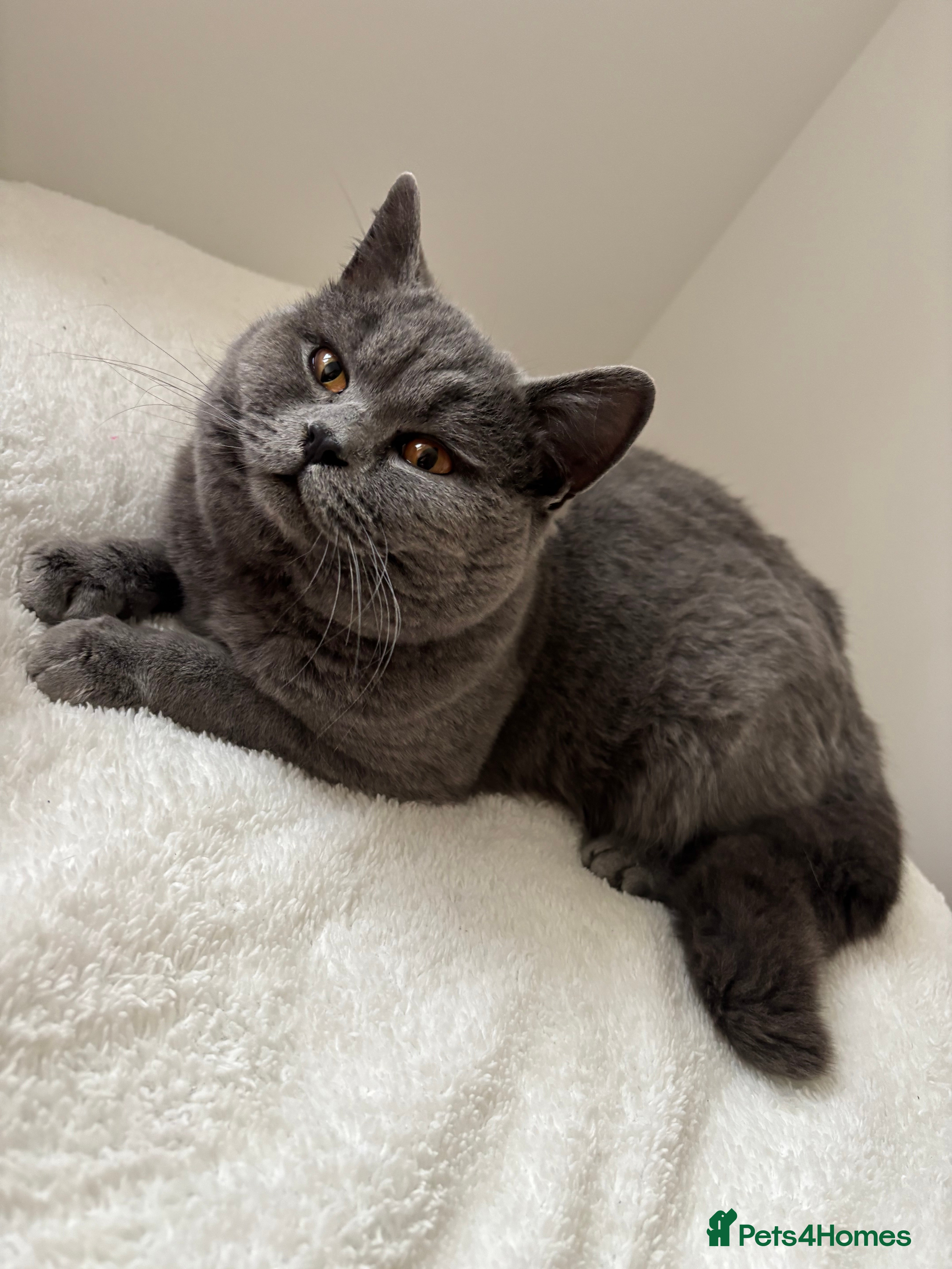 British Shorthair cats Beautiful British Blue - Advert 4