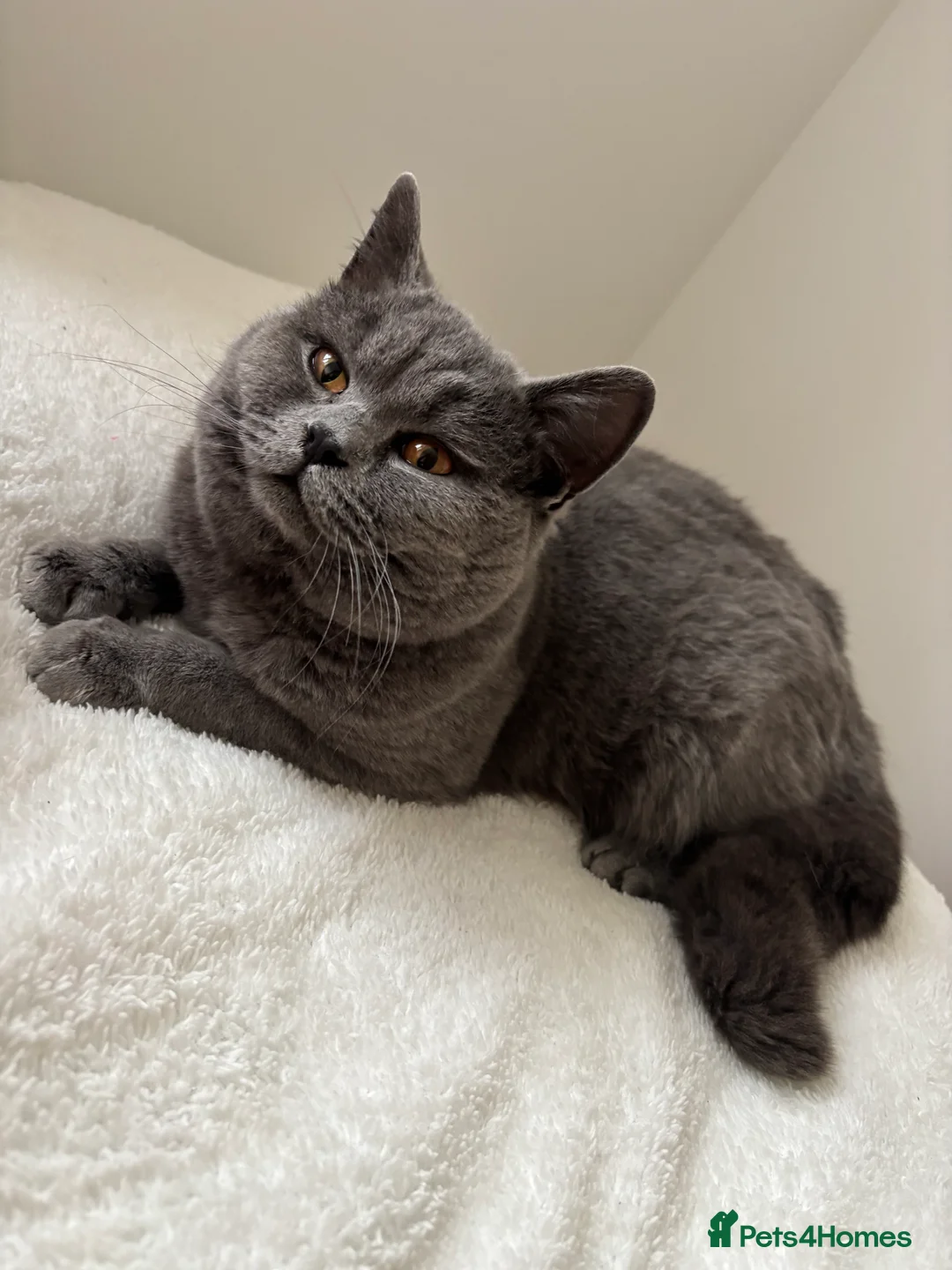British Shorthair cats for stud: Beautiful British Blue - Advert 1