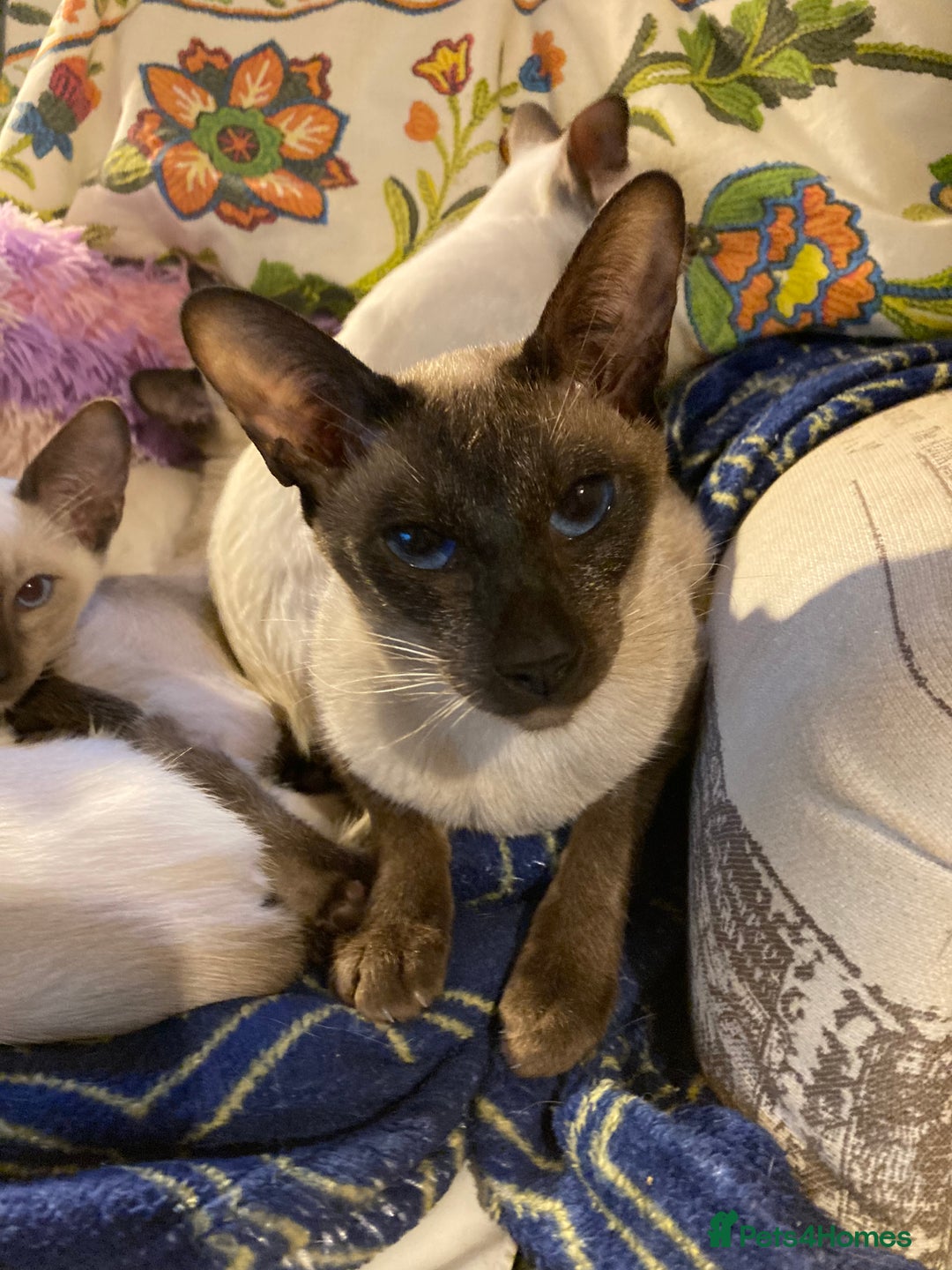 Siamese cats for sale: Siamese kittens - Image 4
