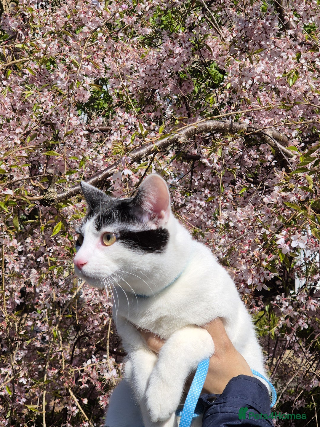 Domestic Shorthair cats for sale: Goku Male Cat - Advert 3