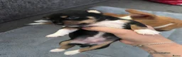 Jack Chi dogs for sale: Beautiful black chihuahua/jack russel  in Kidlington - Advert 2