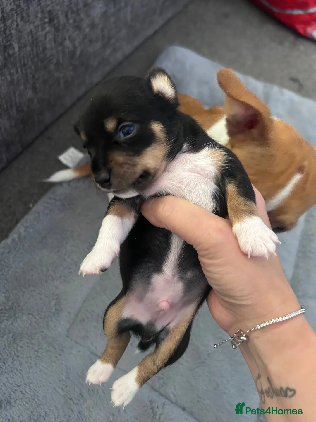 Jack Chi dogs for sale: Beautiful black chihuahua/jack russel  in Kidlington - Advert 2