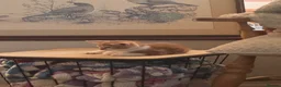 Mixed Breed cats for sale: Lovely kittens ready NOW!! - Advert 3