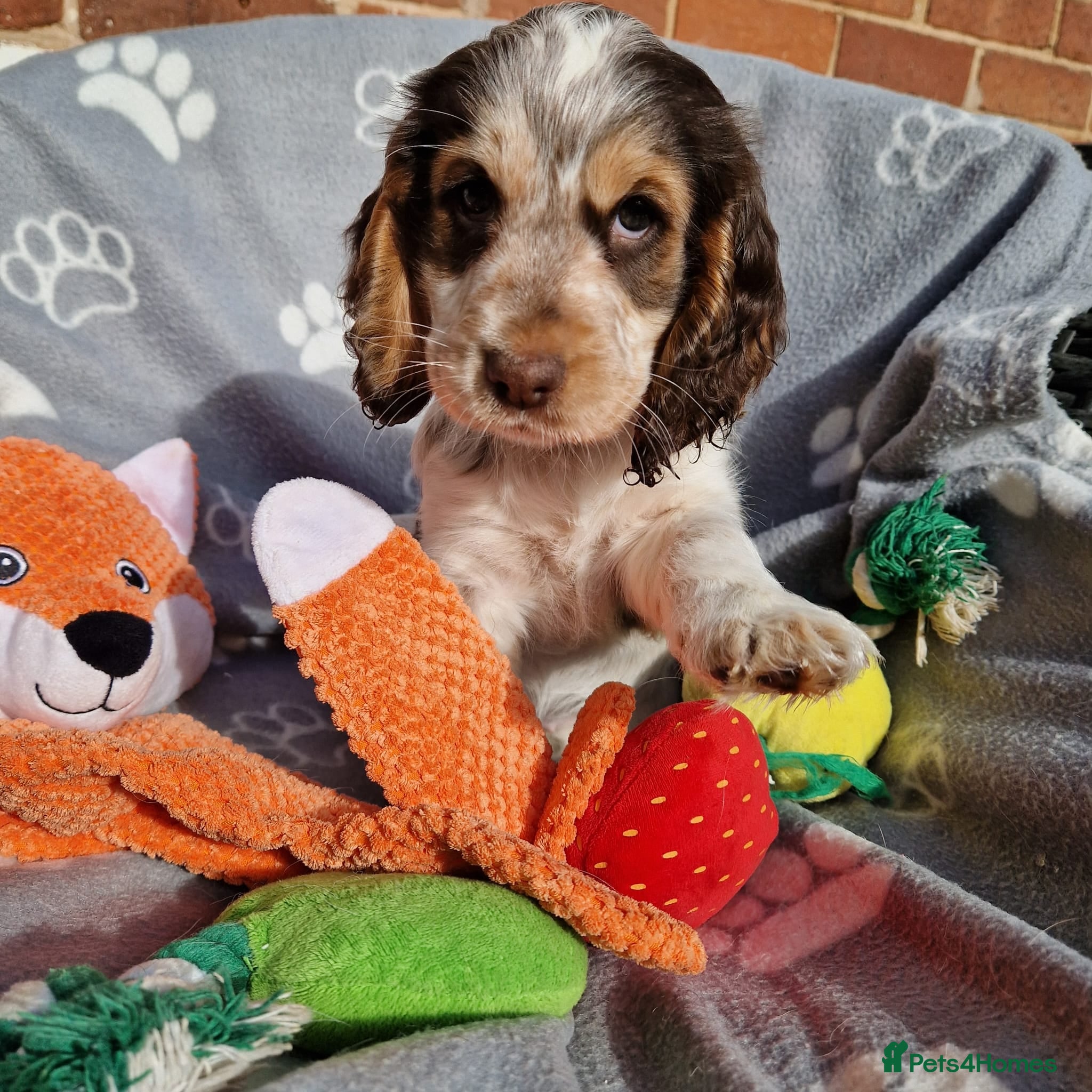 Cocker Spaniel dogs KC Registered Stunning Show tipe cocker spaniel  - Advert 11