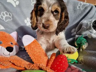 Cocker Spaniel dogs KC Registered Stunning Show tipe cocker spaniel - Advert 11