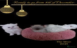 Persian cats for sale: Persians with beautiful features 4 AVAILABLE - Advert 2