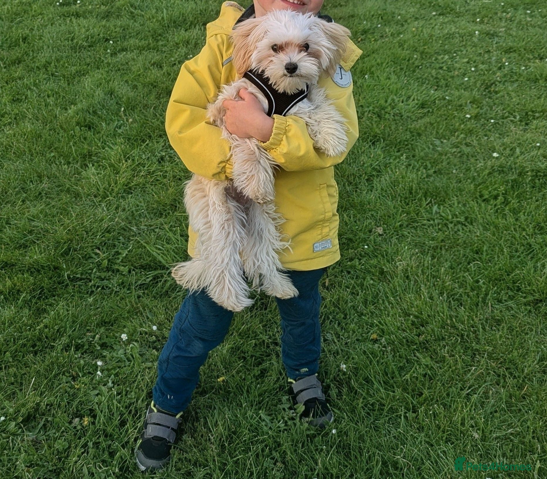 Maltipoo dogs Maltipoo  - Advert 1