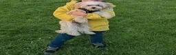 Maltipoo dogs for stud: Maltipoo  - Advert 1