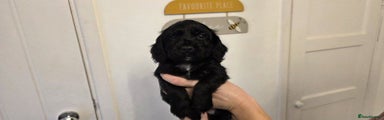 Cocker Spaniel Puppy 4
