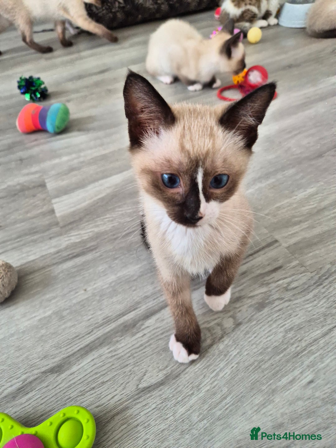 Snowshoe cats for sale: Pedigree snowshoes ready now - Image 18