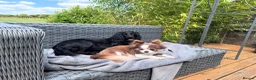Mixed Breed dogs for sale: Chihuahua x Cocker Spaniel puppies cockerhuahua in Stratford-upon-Avon - Advert 7