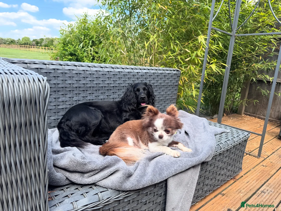 Mixed Breed dogs for sale: Chihuahua x Cocker Spaniel puppies cockerhuahua in Stratford-upon-Avon - Advert 7