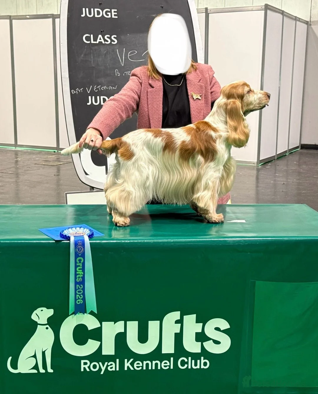 Cocker Spaniel dogs for sale: Beautiful Show Type Cocker Spaniels - Advert 17