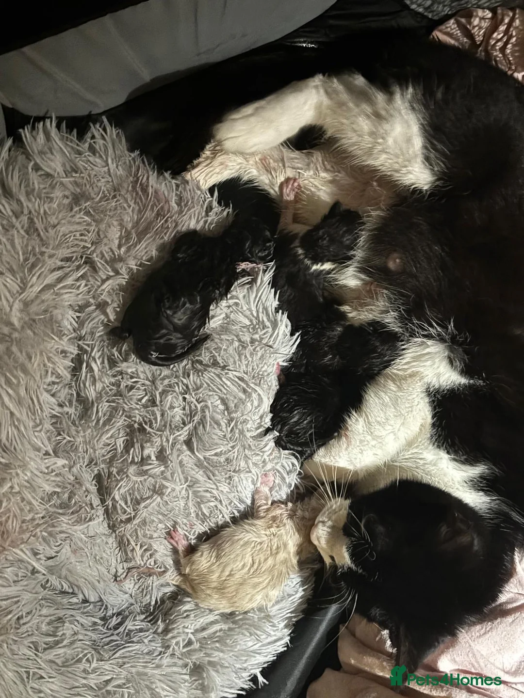 Burmese cats for sale: BURMESE BICOLOUR BOY *AVAILABLE* in London - Advert 5