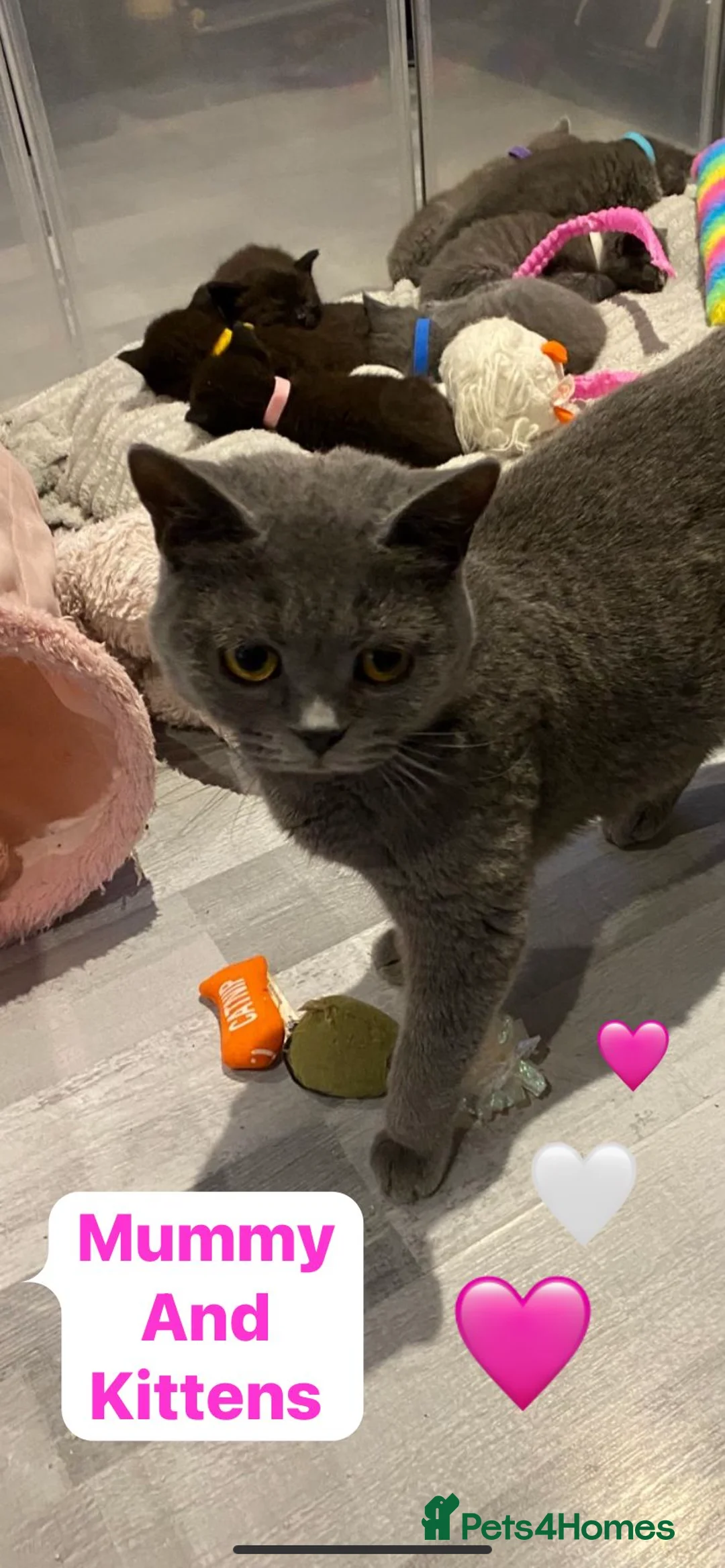 British Shorthair cats for sale: Beautiful British shorthair cross kittens🩵🩷 - Advert 24