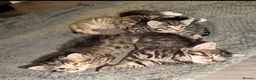 Mixed Breed cats for sale: 5 Beautiful Kittens Available Now !!  in London - Advert 10