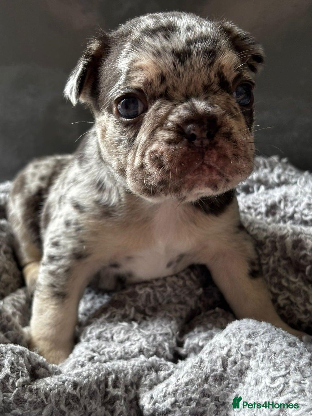 French Bulldog dogs for sale: French bulldogs  - Image 3