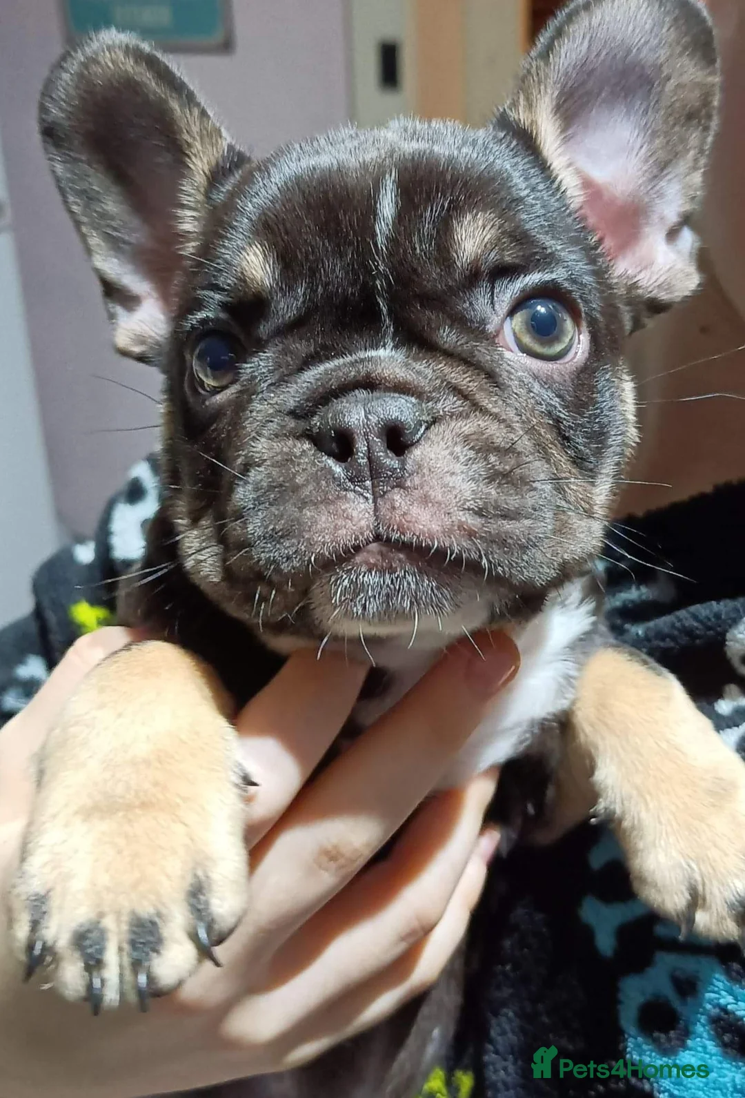 French Bulldog dogs for sale: French bulldog  - Advert 4