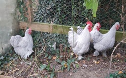 Chickens poultry for sale: Pekin Bantams - Image 6