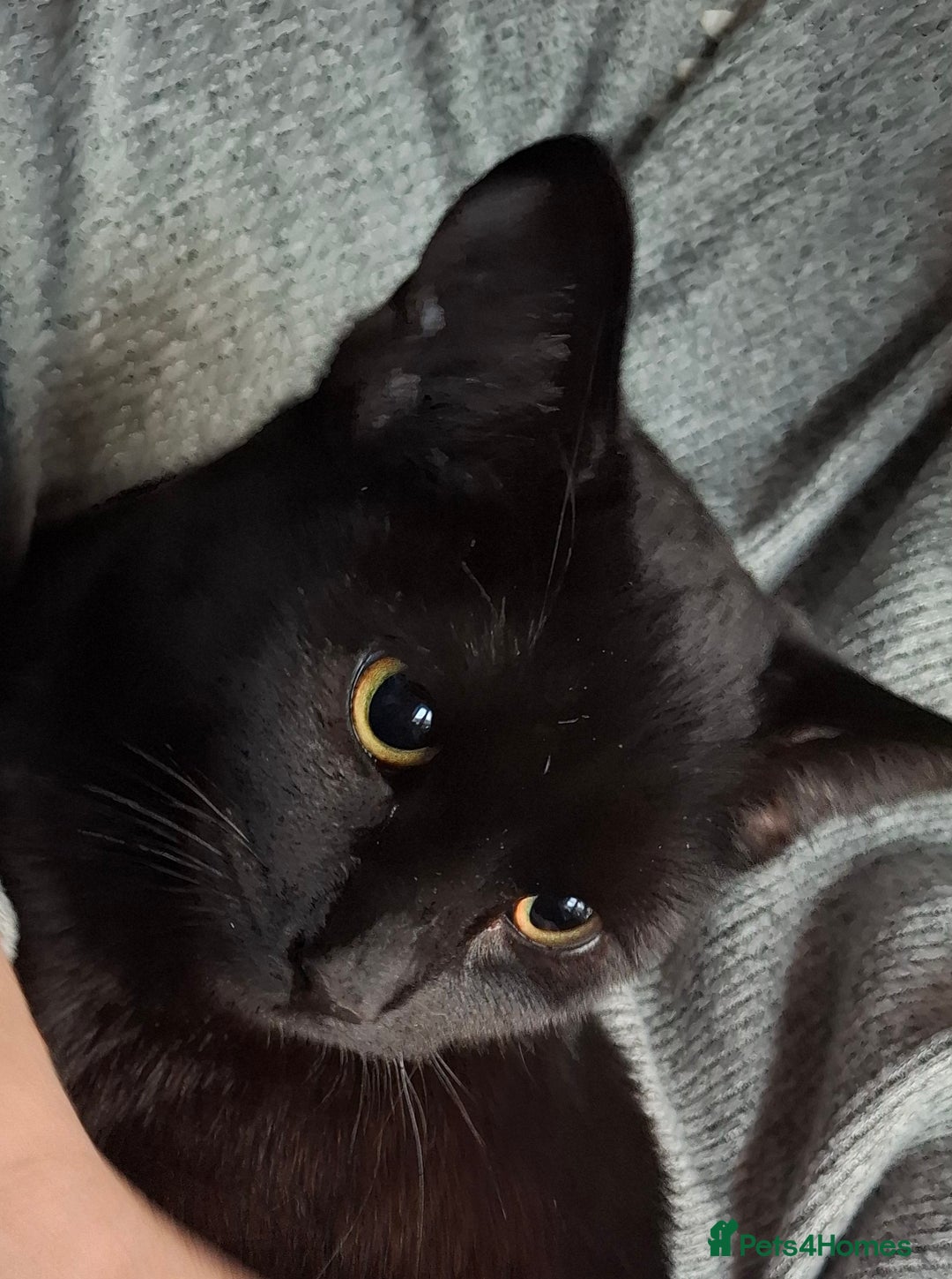 Domestic Shorthair cats for adoption: 🌼 DAFFODI IS LOOKING FOR HER FOREVER HOME 🌼 - Advert 2