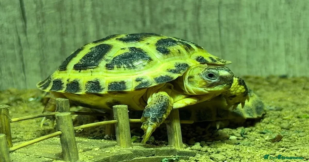 BABY HORSFIELDS & SET UPS for sale in Birmingham | Pets4Homes