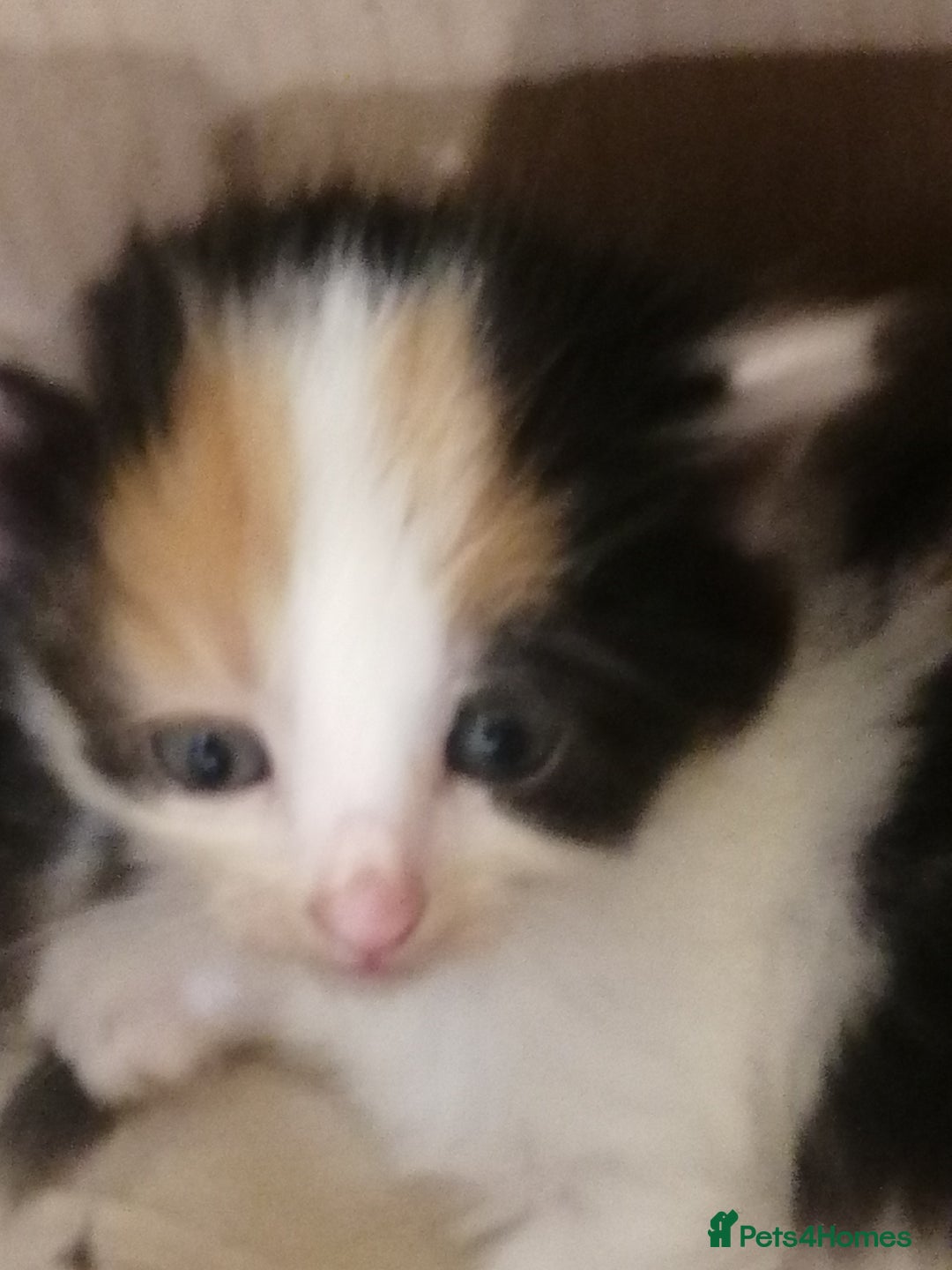 Mixed Breed cats for sale: Outstandingly gorgeous mixed kittens  - Image 9