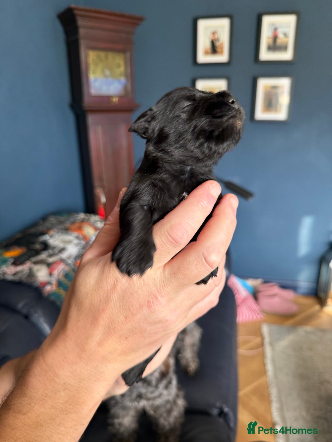 Miniature Schnauzer dogs for sale: Stunning pure black miniature schnauzer puppy - Image 3