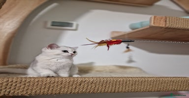 British Shorthair cats - Advert 5