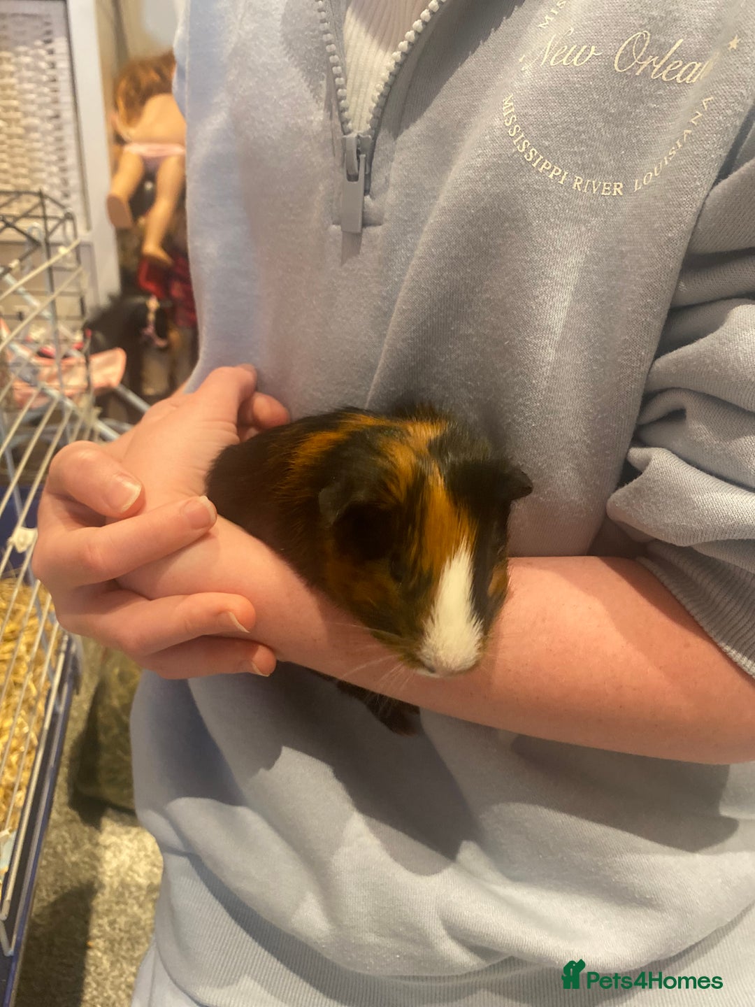 Guinea Pig rodents for sale: Guinea Pigs for Sale - Image 2