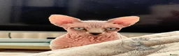 Sphynx cats for sale: Special Reduced Price Blue-Eyed Sphynx / TICA Reg - Advert 12
