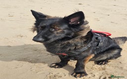 German Shepherd dogs for sale: KC Czech GSD  - Image 9