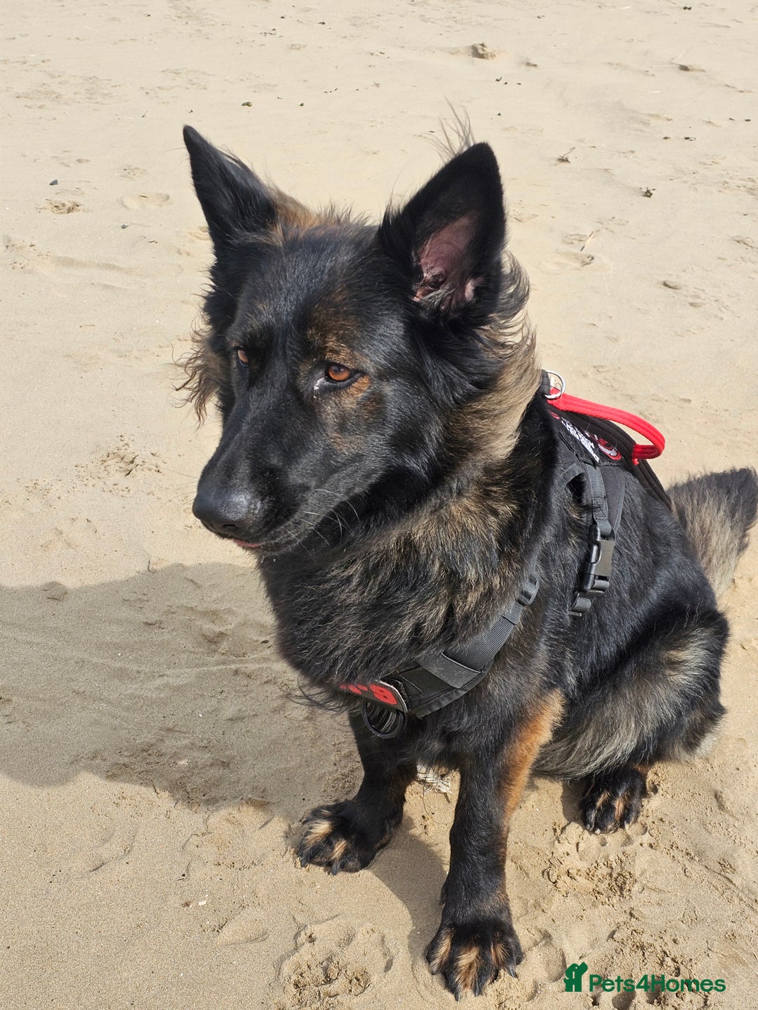 German Shepherd dogs for sale: KC Czech GSD  - Image 9