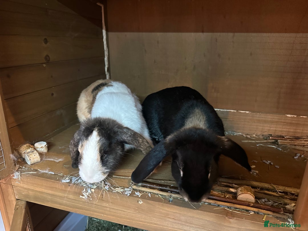 Mini Lop rabbits for sale: Two bonded female rabbits - Advert 2