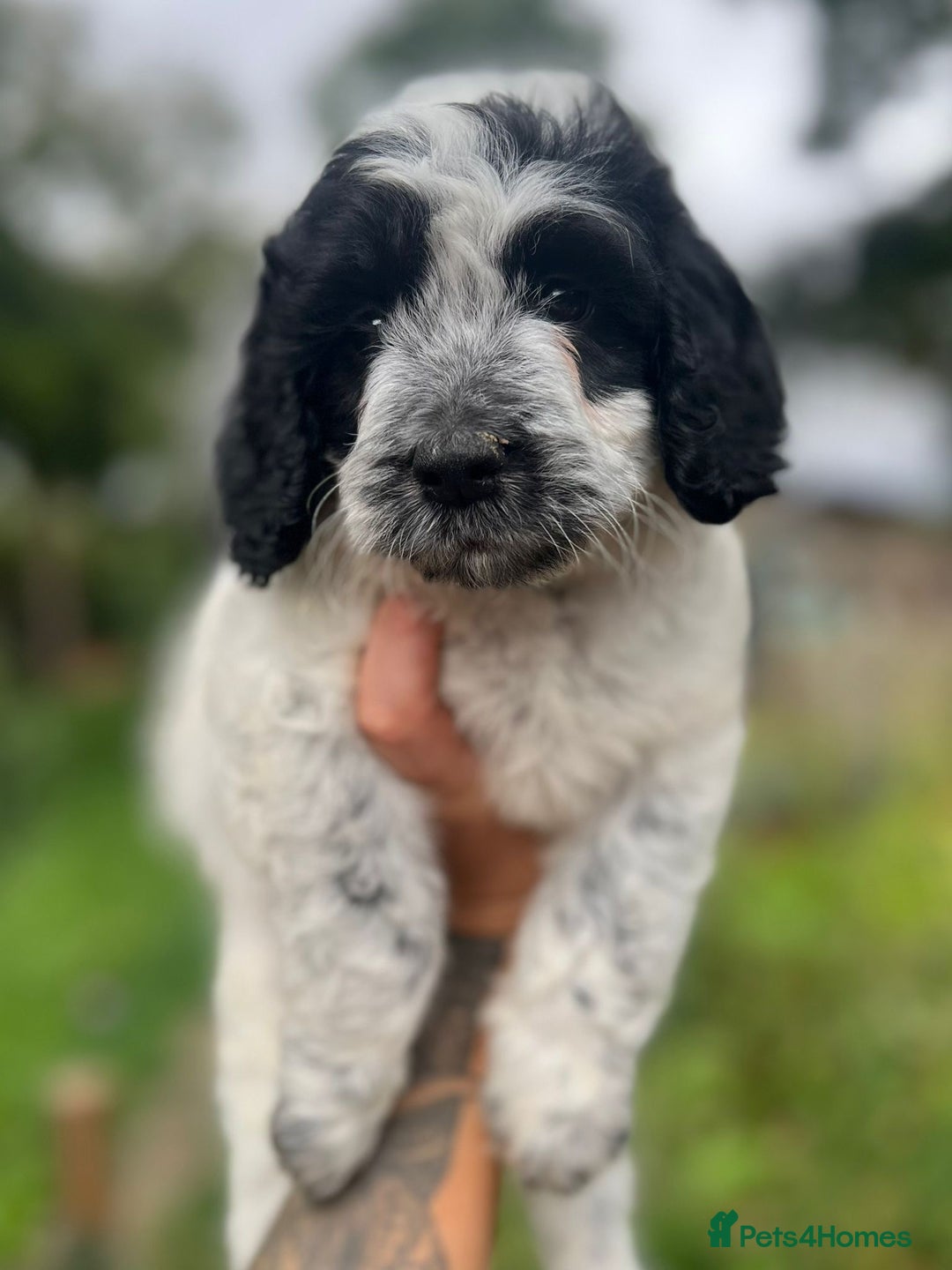 Cockapoo dogs for sale: Colourful Cockapoos 🌈 Raised Right ✨ - Image 12