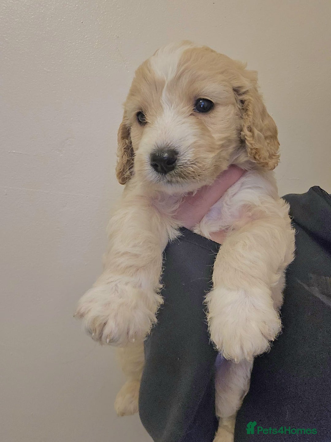 Goldendoodle dogs for sale: Goldendoodles  - Advert 5