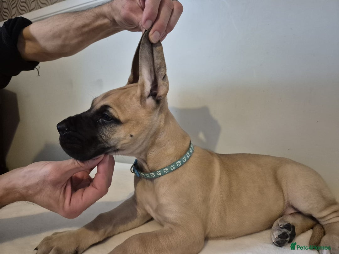 Great Dane dogs for sale: Amazing show quality Great Dane Puppies  - Advert 4