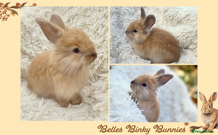Angora rabbits - Advert 1
